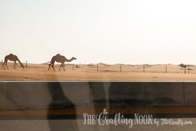 view of cammels in the desert in Oman