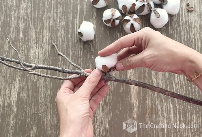 securing the glue of the cotton balls to the dry branch

