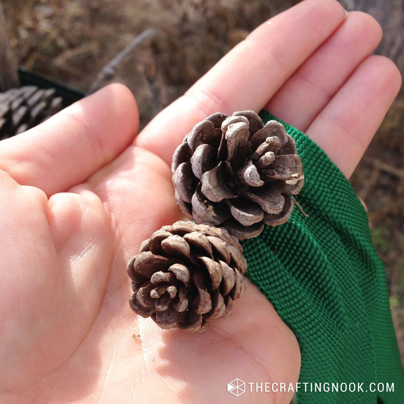 Pinecones held in hand for seasonal decorating, perfect for autumn or winter decor projects.
