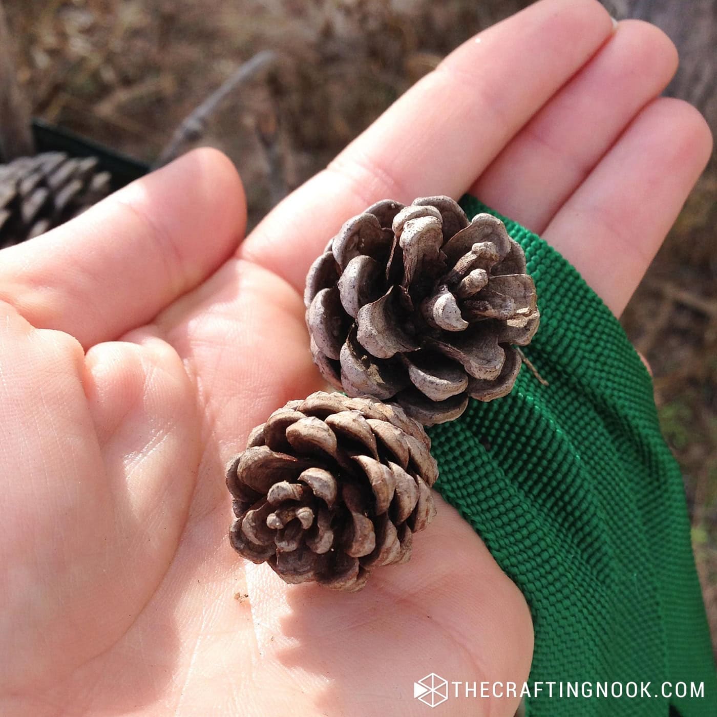 Close-up of a hand holding two small pinecones outdoors